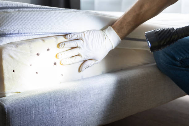 Best Bed Bug Extermination  in David City, NE
