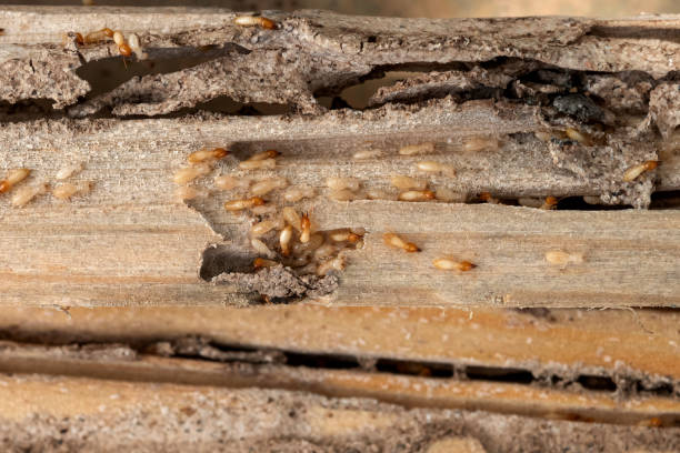 Best Exterminator Services  in David City, NE
