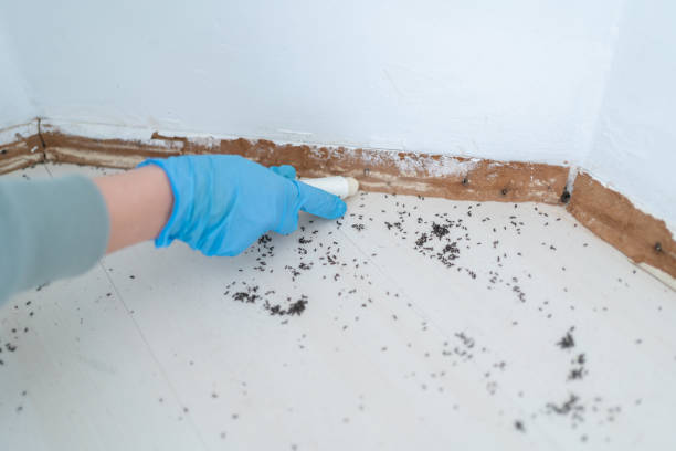 Best Termite Control Services  in David City, NE